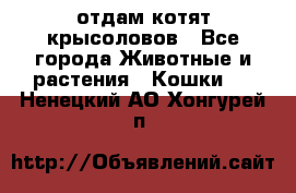 отдам котят крысоловов - Все города Животные и растения » Кошки   . Ненецкий АО,Хонгурей п.